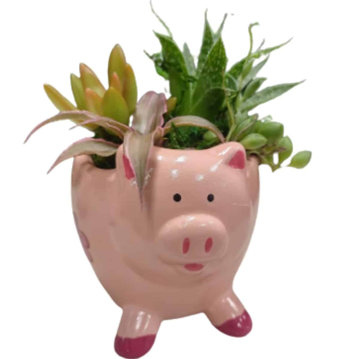 small pig planter pot with succulents planted inside from etsy