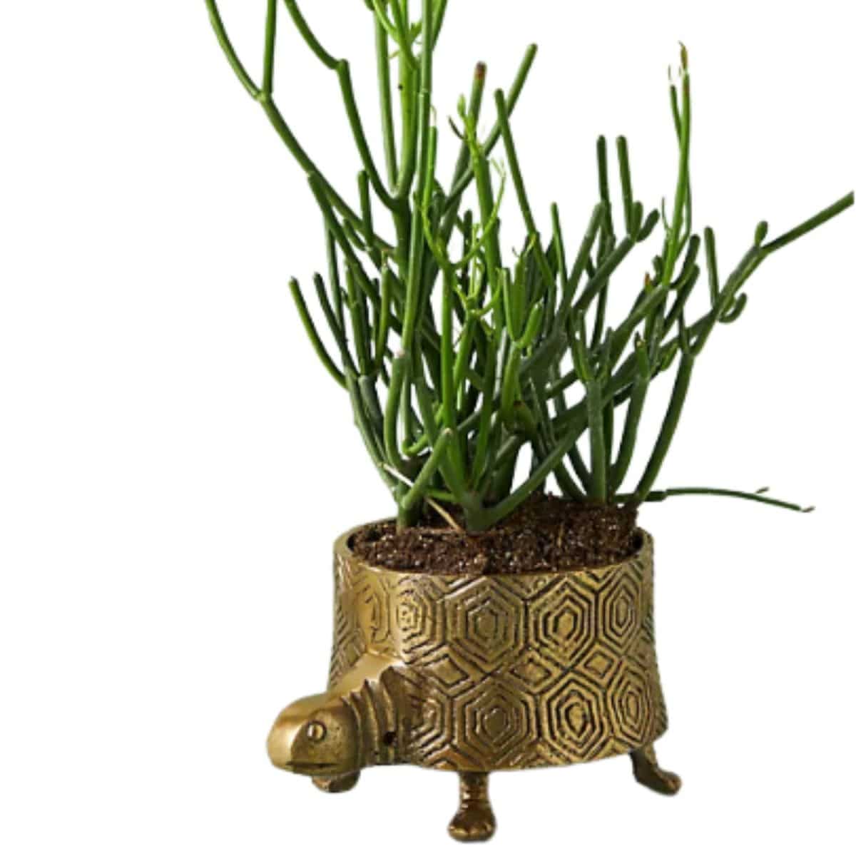 turtle Metal Planter shown with plant planted inside from anthropologie 