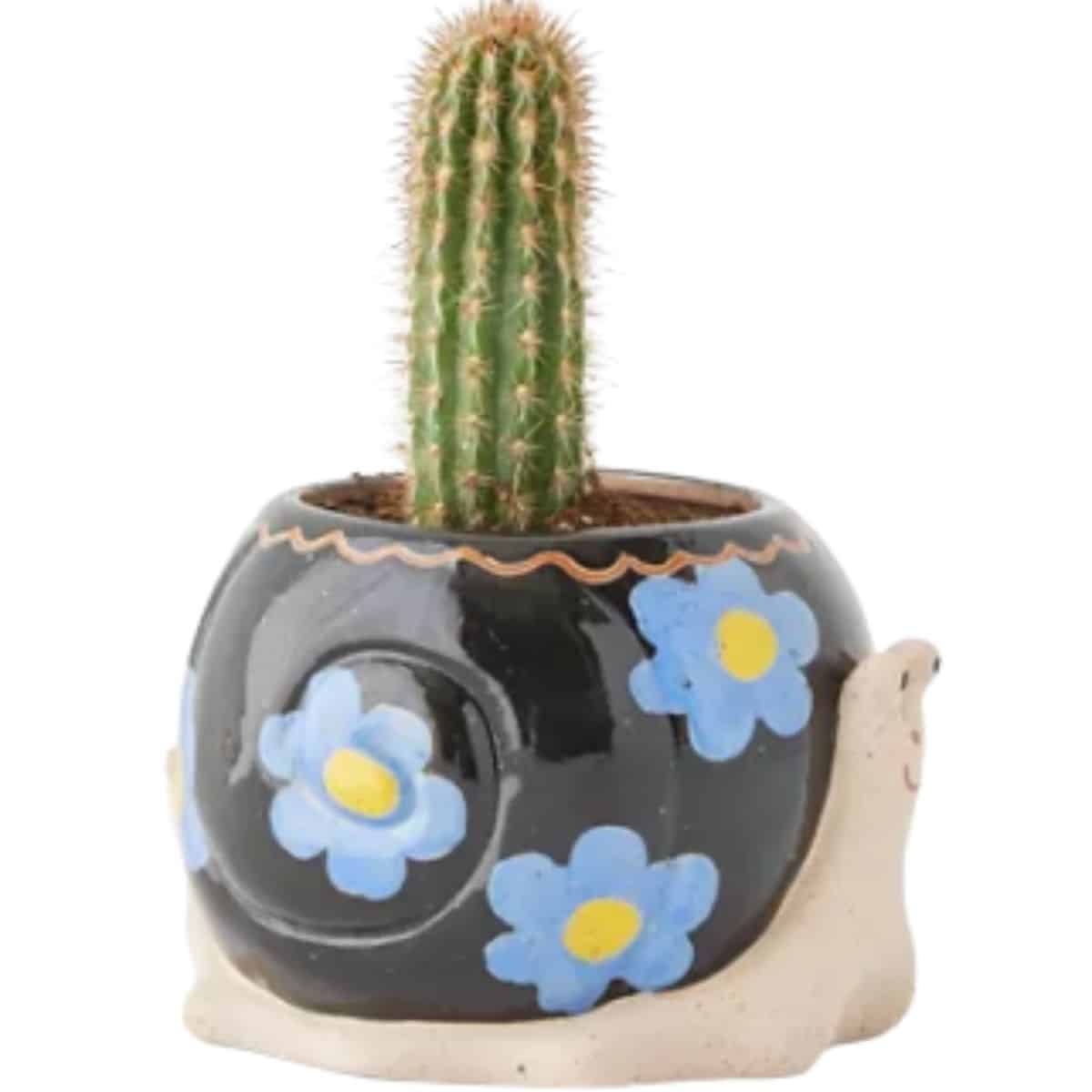 snail plant pots with cactus planted inside from urban outfitters