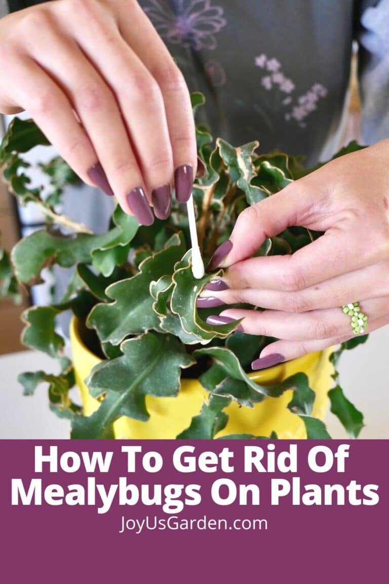 Mealybugs on Plants: How to Get Rid of Mealybugs