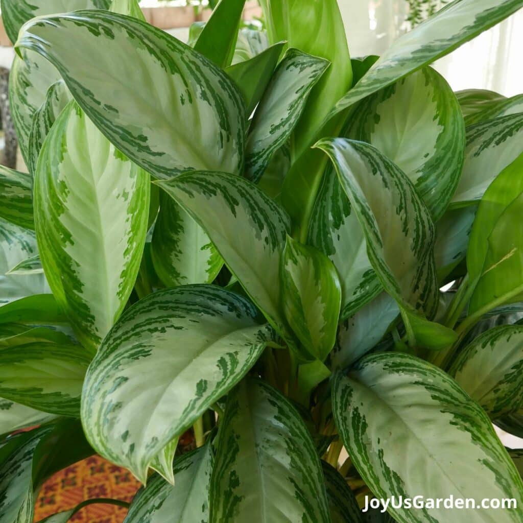 10 Best Low Light Indoor Plants (Easy Care & Low Maintenance)