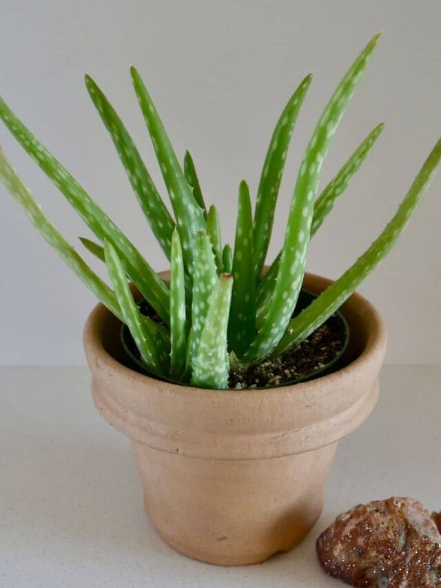 Repotting & Dividing Aloe Vera