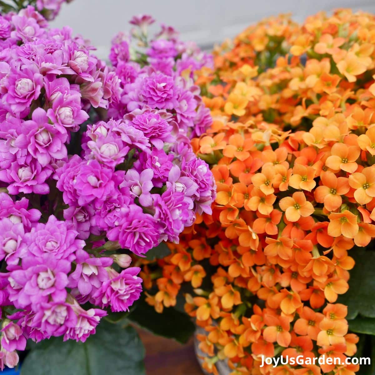 up close photo of calandiva and kalanchoe in pink and orange in full bloom