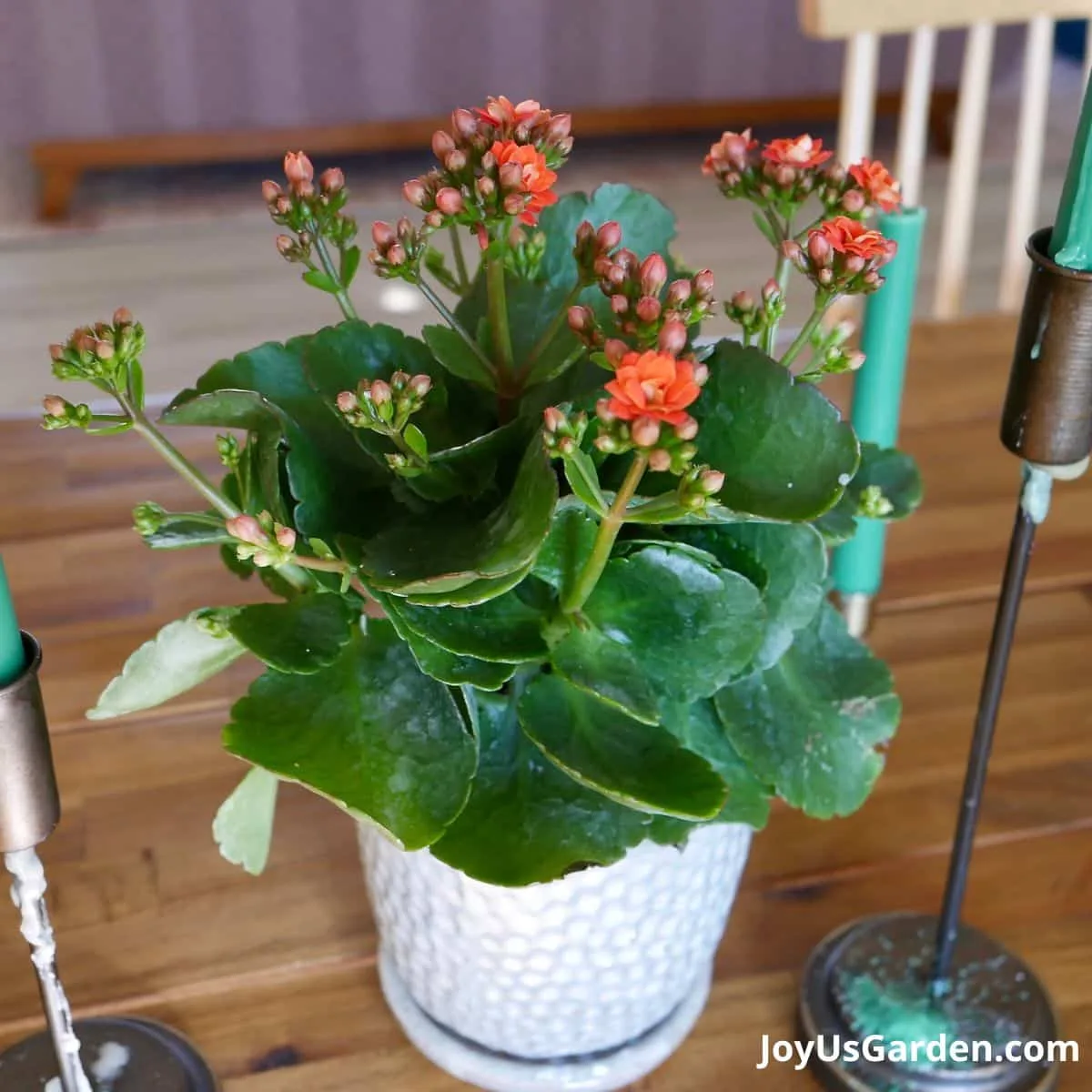 Kalanchoe blossfeldianas shown on table with some orange flowers and blooms getting ready to open