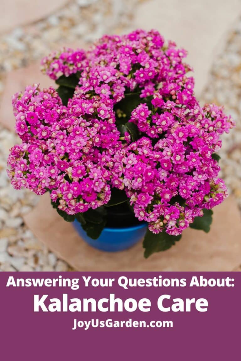 Answering Your Questions About Kalanchoe Blossfeldiana