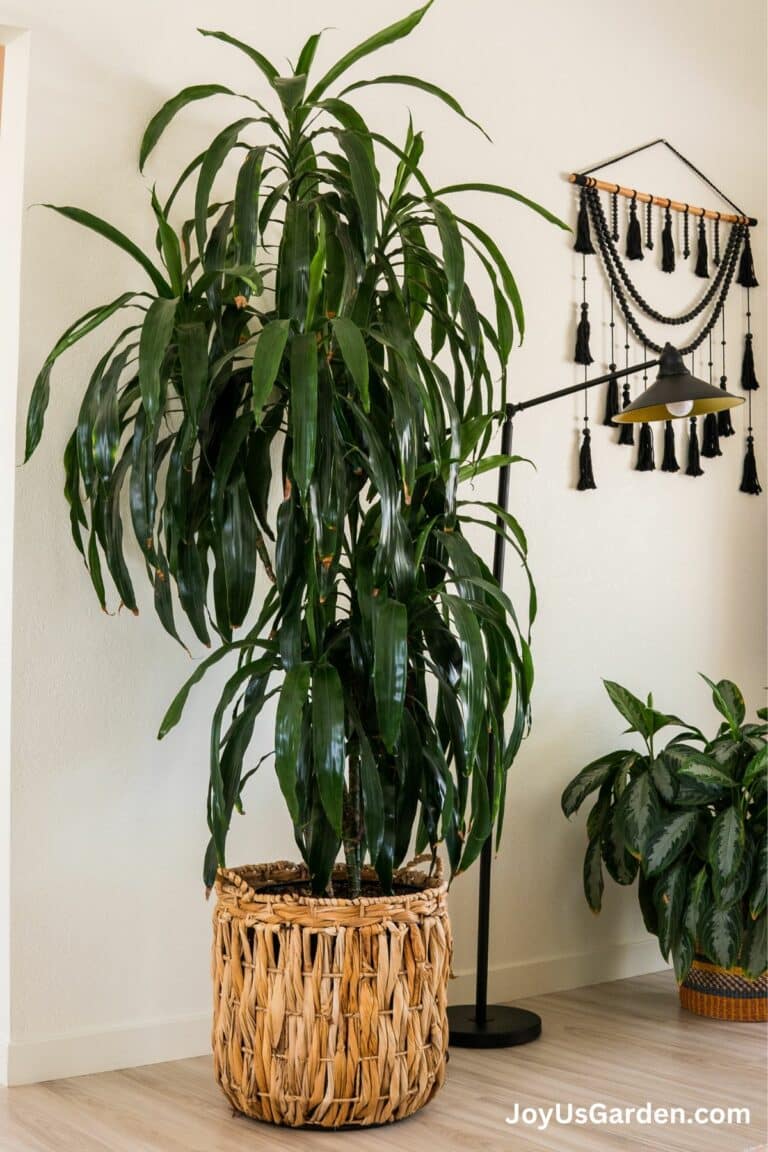 10 Best Low Light Indoor Plants (Easy Care & Low Maintenance)