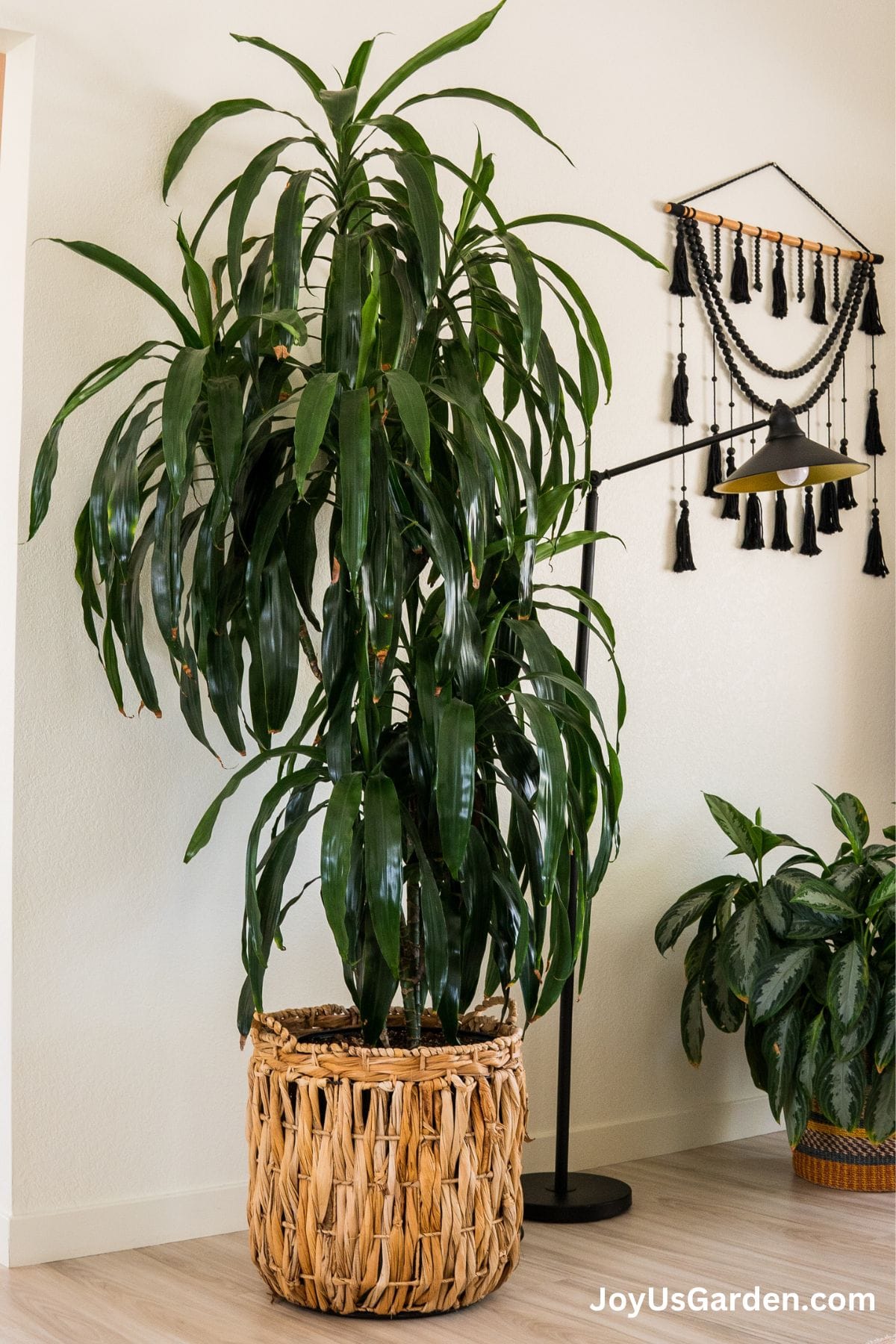 large dracaena lisa growing indoors in banana leaf plant basket next to aglaonema