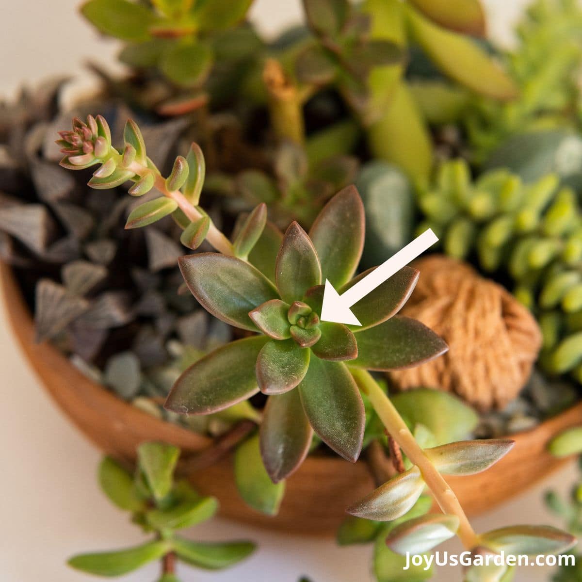 close up of leaves on an echeveria succulent, arrow is pointing to the crevices where mealybugs like to hide.