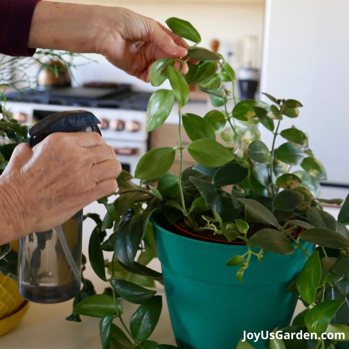 nell foster shown using a spray bottle to treat mealybugs on lipstick plant