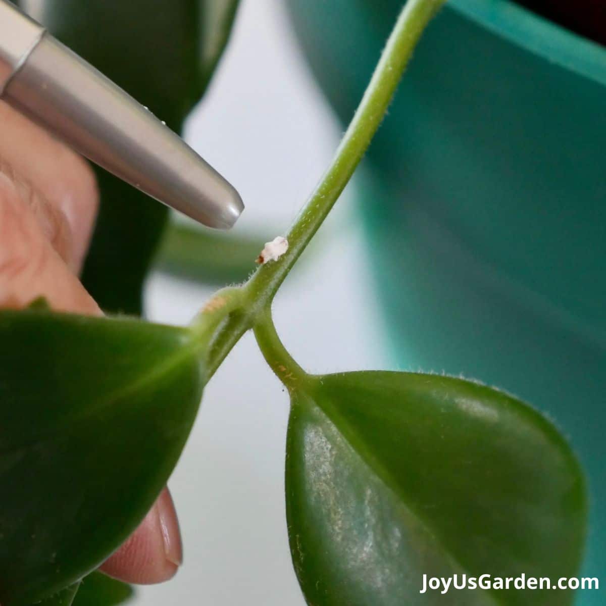 close up of a mealybug on a lipstick plant, pen is being used to point at mealybug on indoor plant