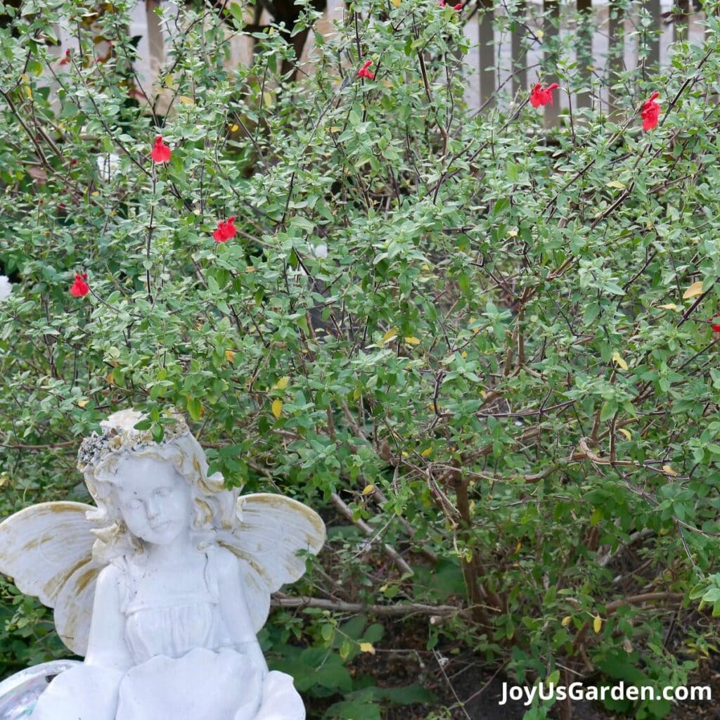 a large salvia greggii furmans red in a garden with a few red flowers on it a garden angel sits in the foreground