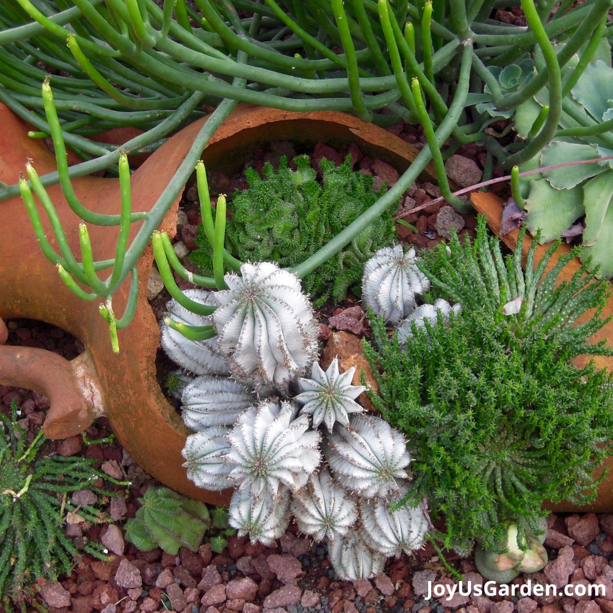 a cracked terra cotta jar resting on its side holds a beautiful mixed succulent garden