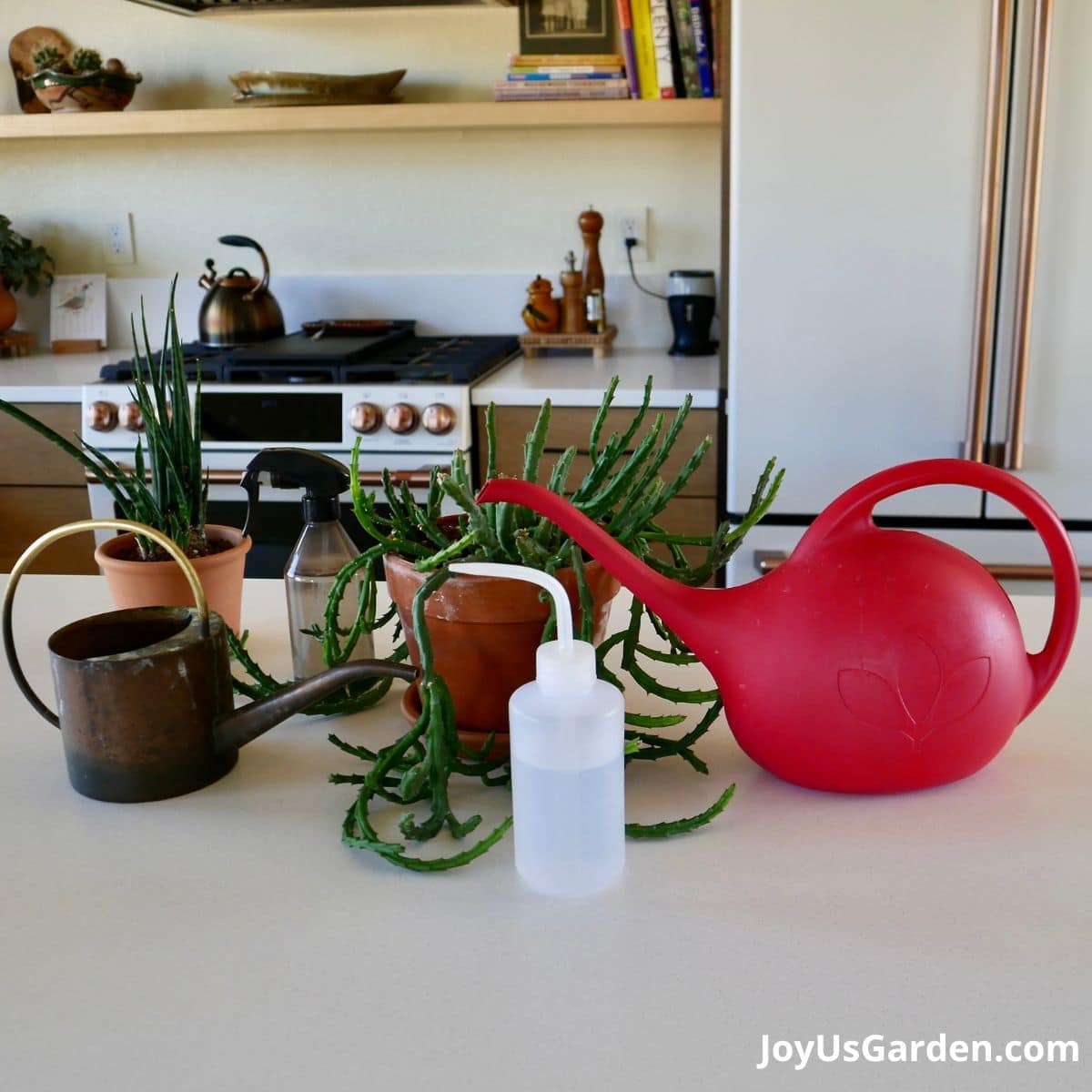 2 watering cans, a small squeeze bottle, and a spray bottle sit on kitchen counter with 2 plants
