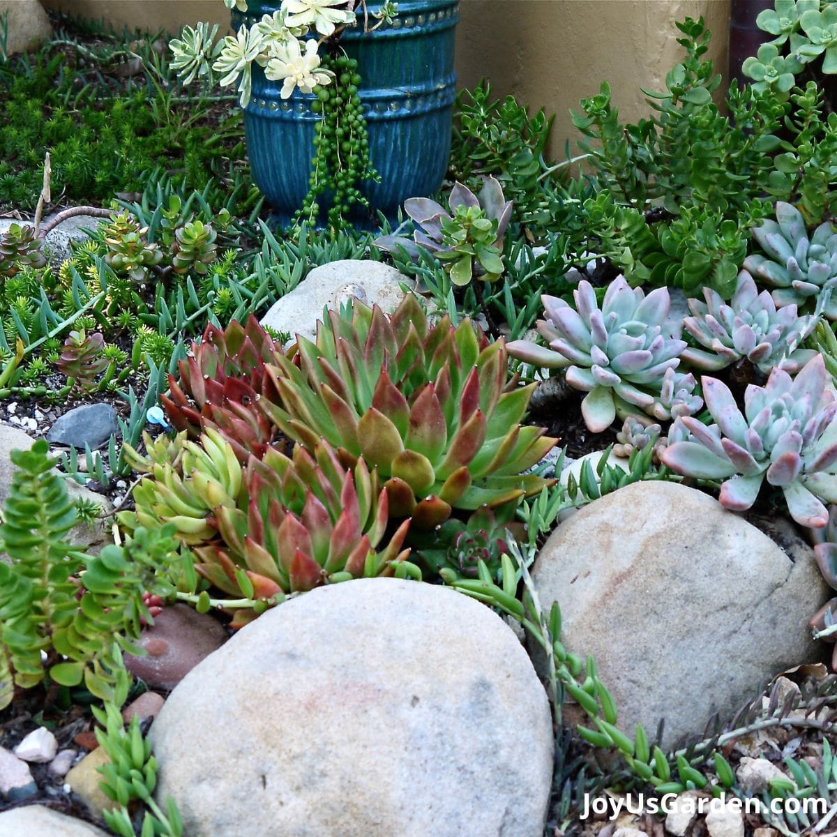 a mixed succulent garden with varied colors in santa barbara planted with echeverias, crassulas, senecios, & aeoniums