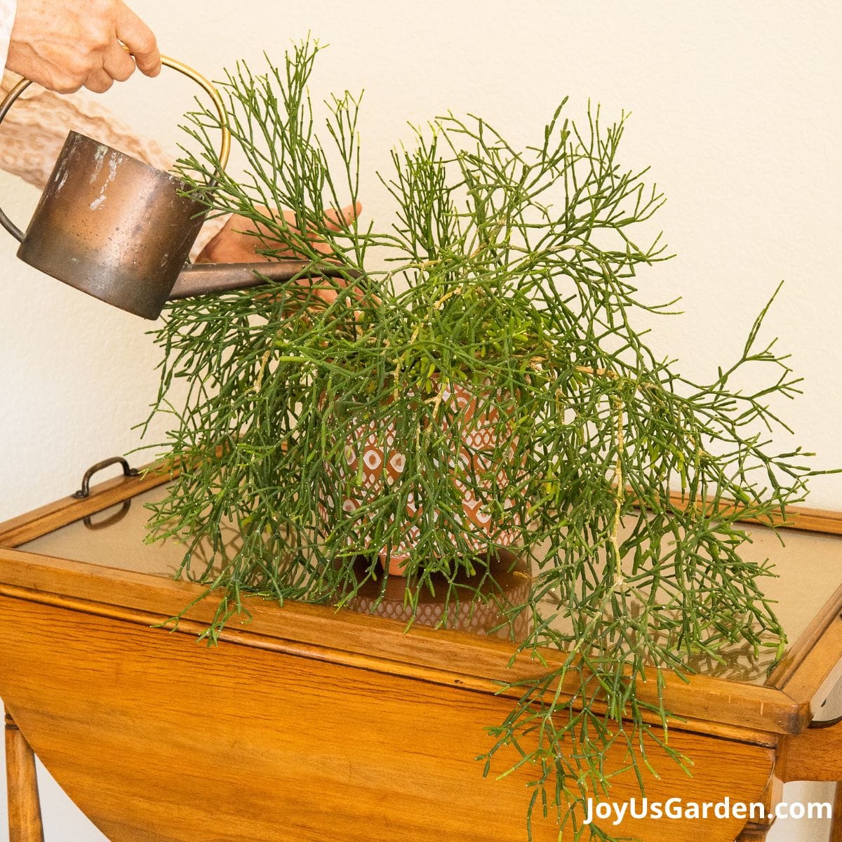 a small copper watering can is watering a dancing bones succulent in a patterned terra cotta pot
