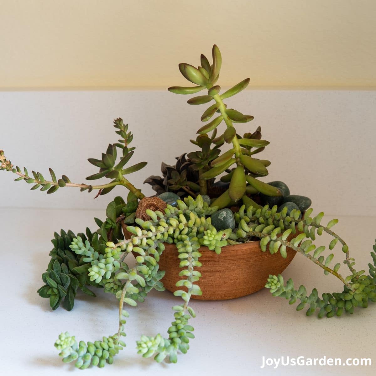 a small mixed succulent garden in a round terra cotta bowl sits against a white background