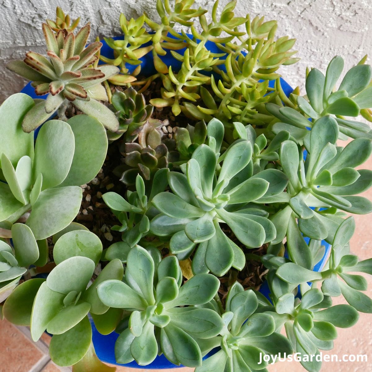 looking down on a large mixed succulent garden in a blue pot growing in tucson az