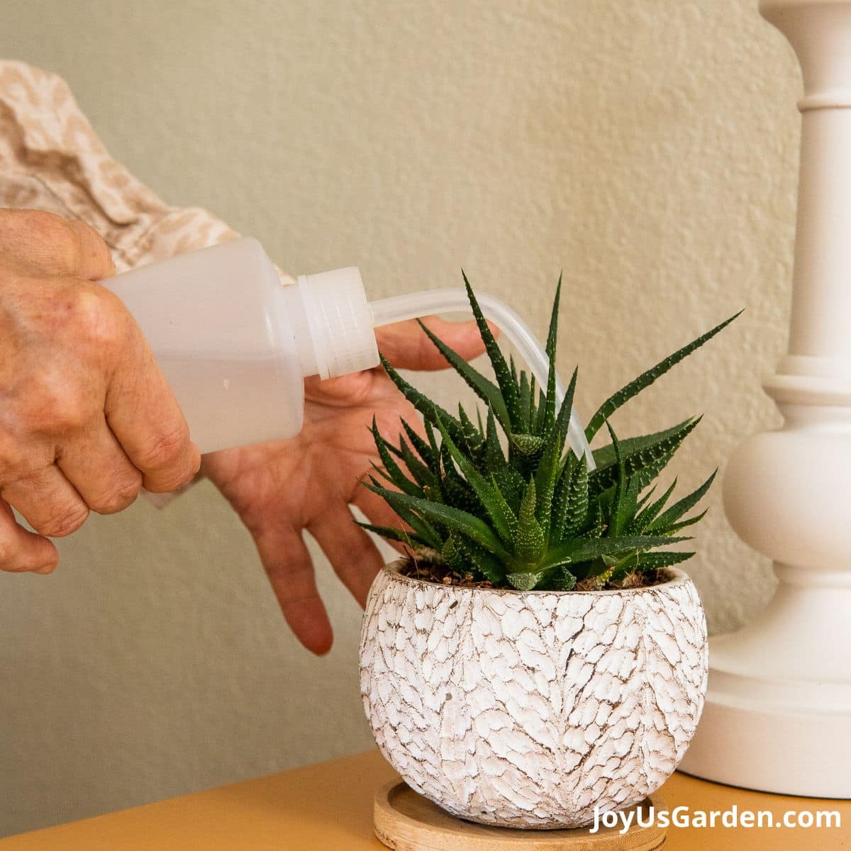 a hand holds a plastic watering bottle with a long curved spout as it waters a haworthia succulent in a small round white pot