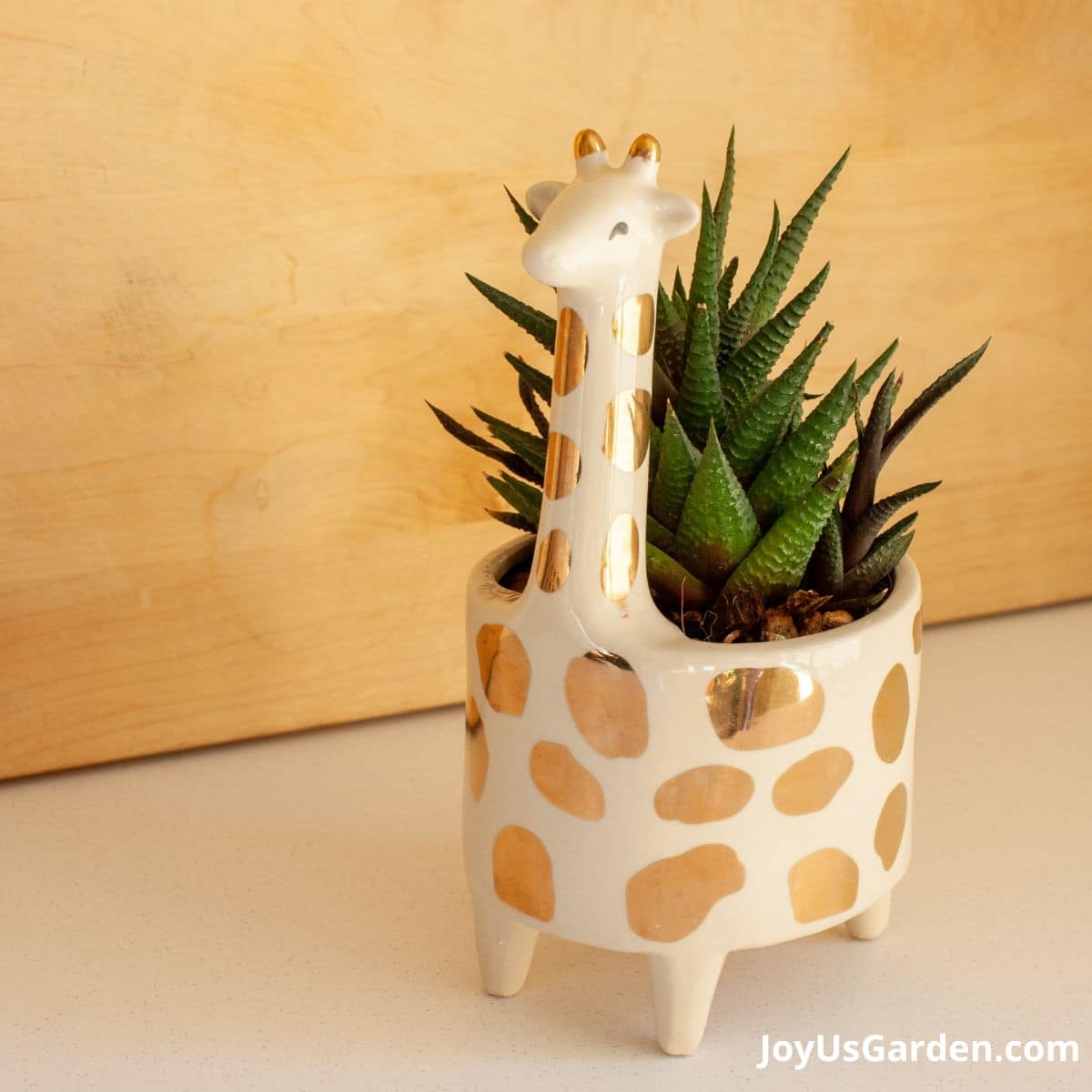 Gold Spotted Giraffe Planter with haworthia planted inside from etsy