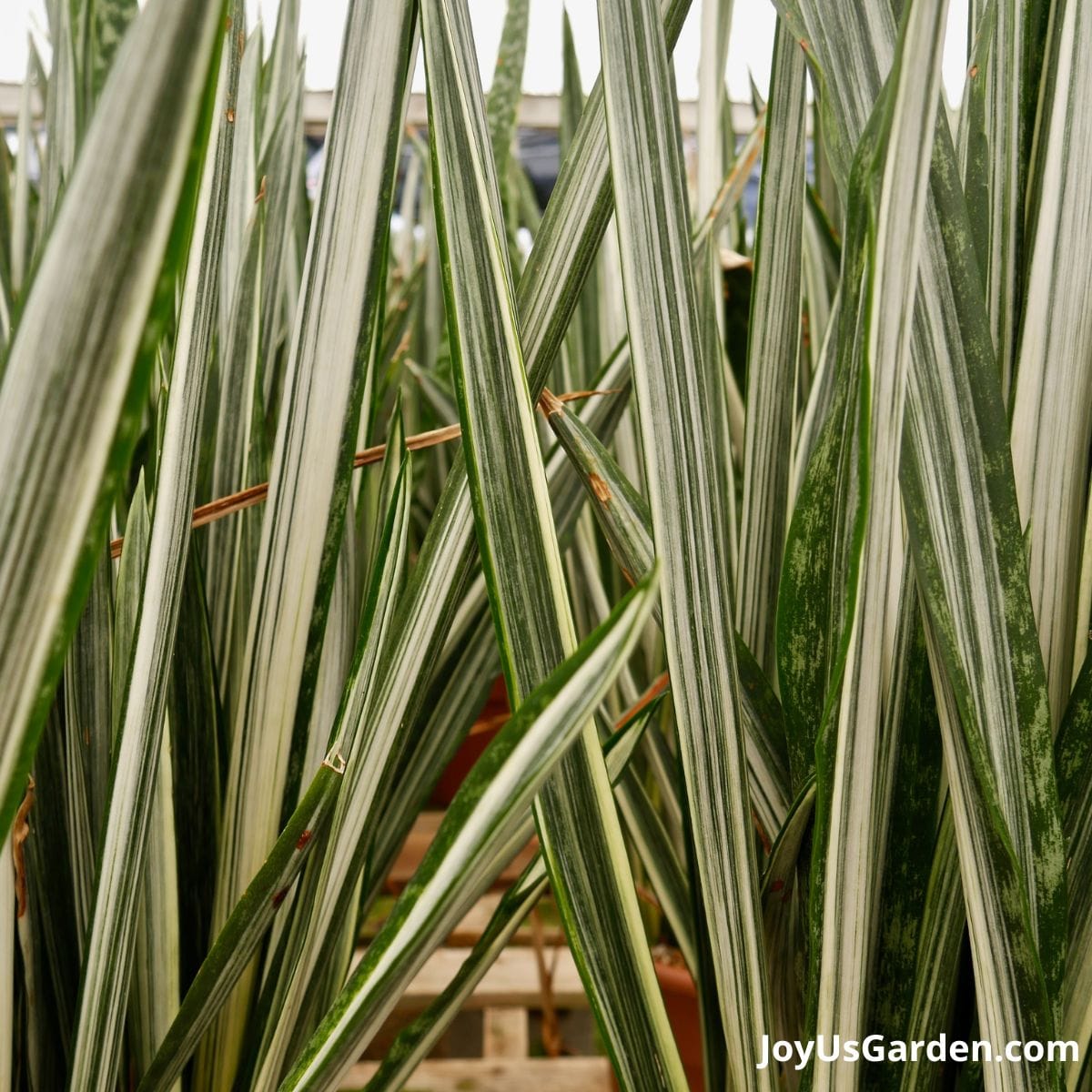 sansevieria snake plant bantel's sensation leaves shown, mothers in law plant with variegated leaves