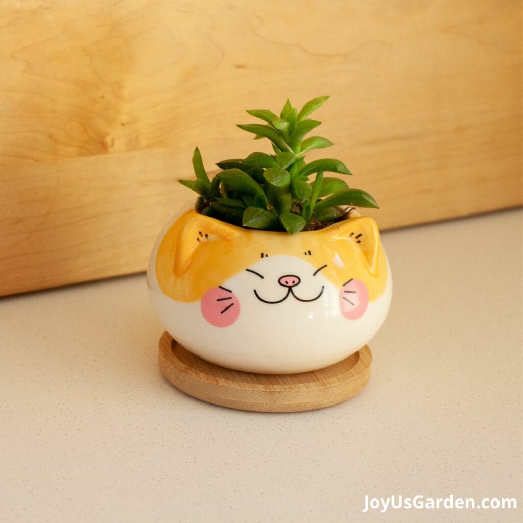 Animal Pots For Plants 17 Animal Plant Pots We Love
