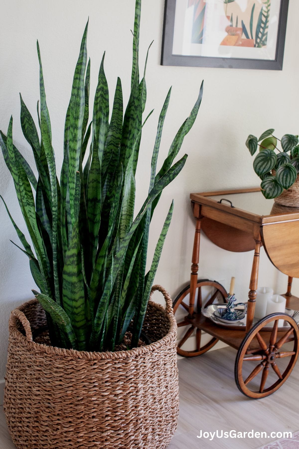 large Sansevieria trifasciata in hyacinth plant basket on the floor, next to it on bar cart is a watermelon peperomia in bright indoor light