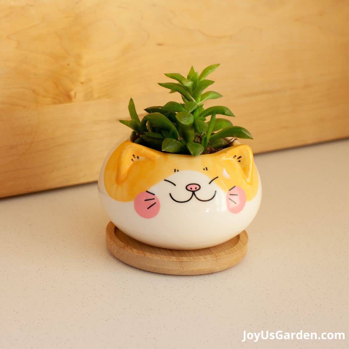 cat face animal Planter with succulent planted inside from amazon