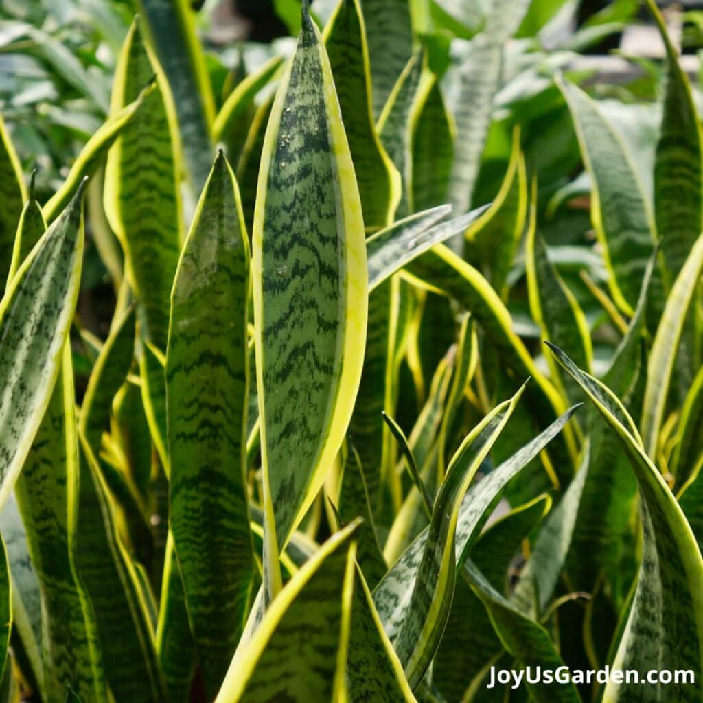 Types Of Snake Plants 5 Awesome Sansevierias + Key Care Tips