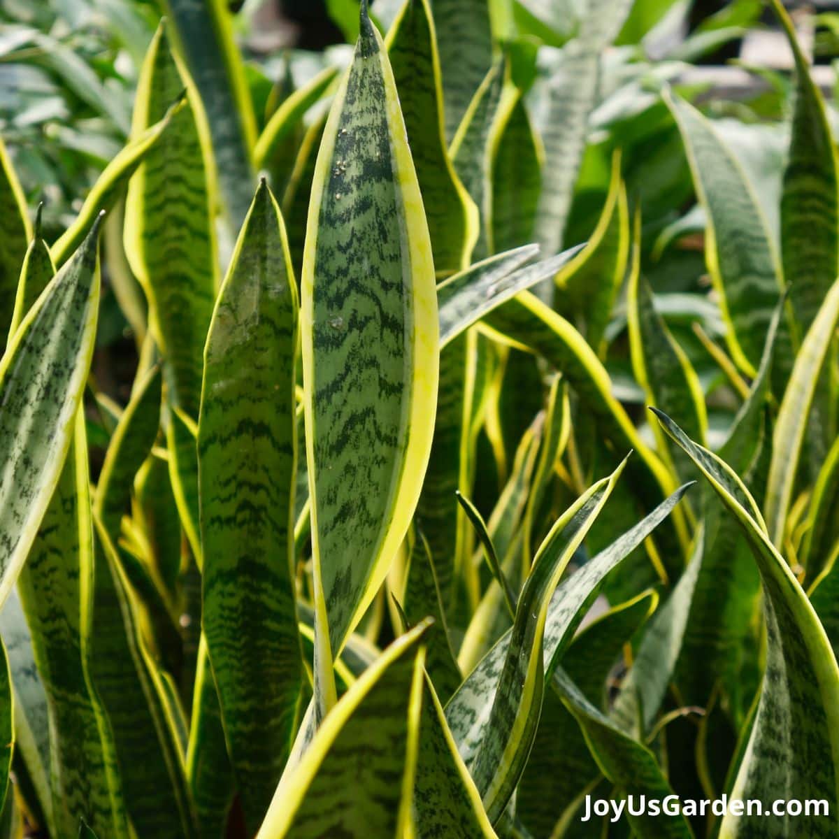 leaves of mothers in law tongue plant variegated sansevieria trifasciata snake plant