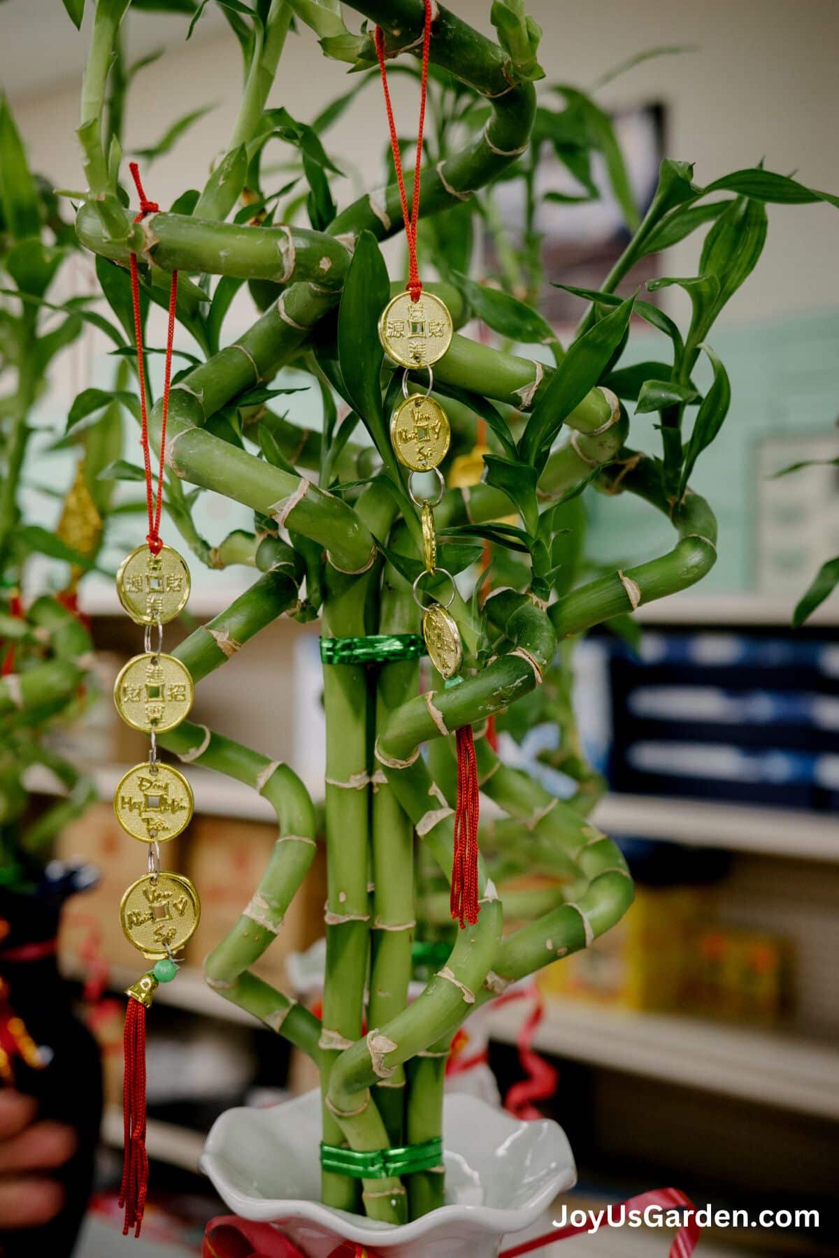 spiral stalk lucky bamboo growing in water adorned with gold charms and ribbons