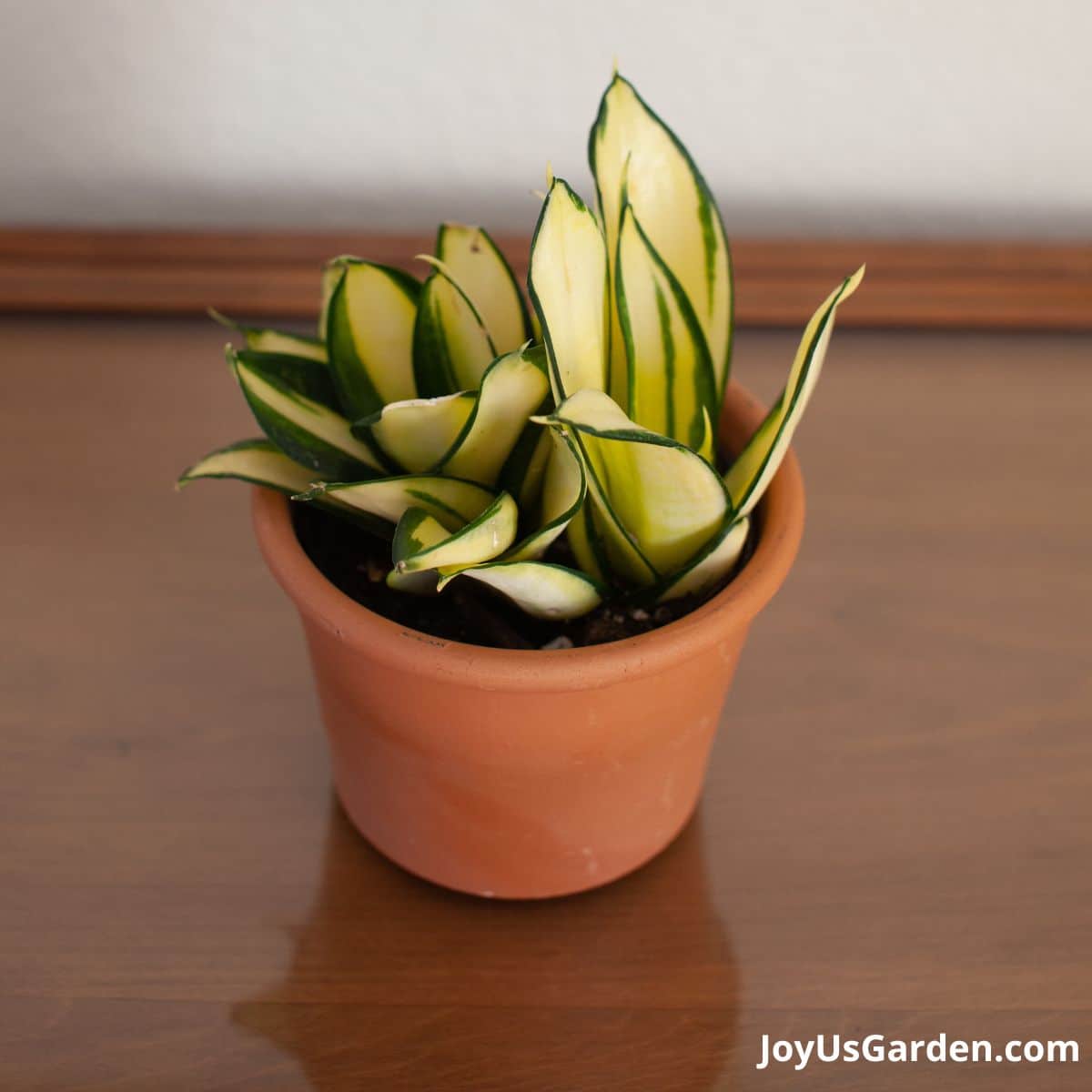 Sansevieria Gold Star shown indoors in a terracotta pot, foliage is variegated with yellow and green leaves. 