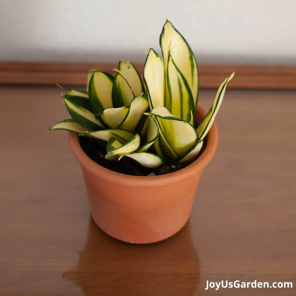 Sansevieria Gold Star shown indoors in a terracotta pot, foliage is variegated with yellow and green leaves.