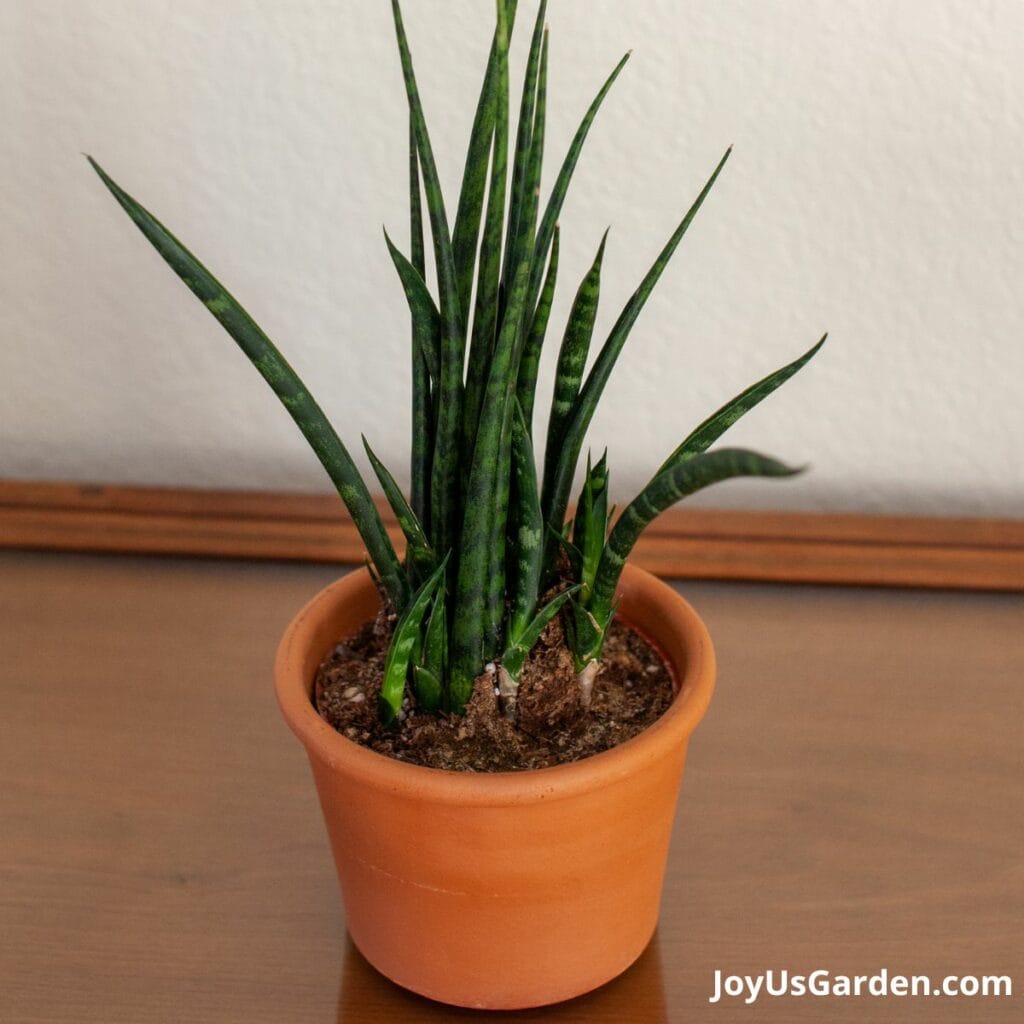 Sansevieria mikado fernwood in grow pot inside small clay pot