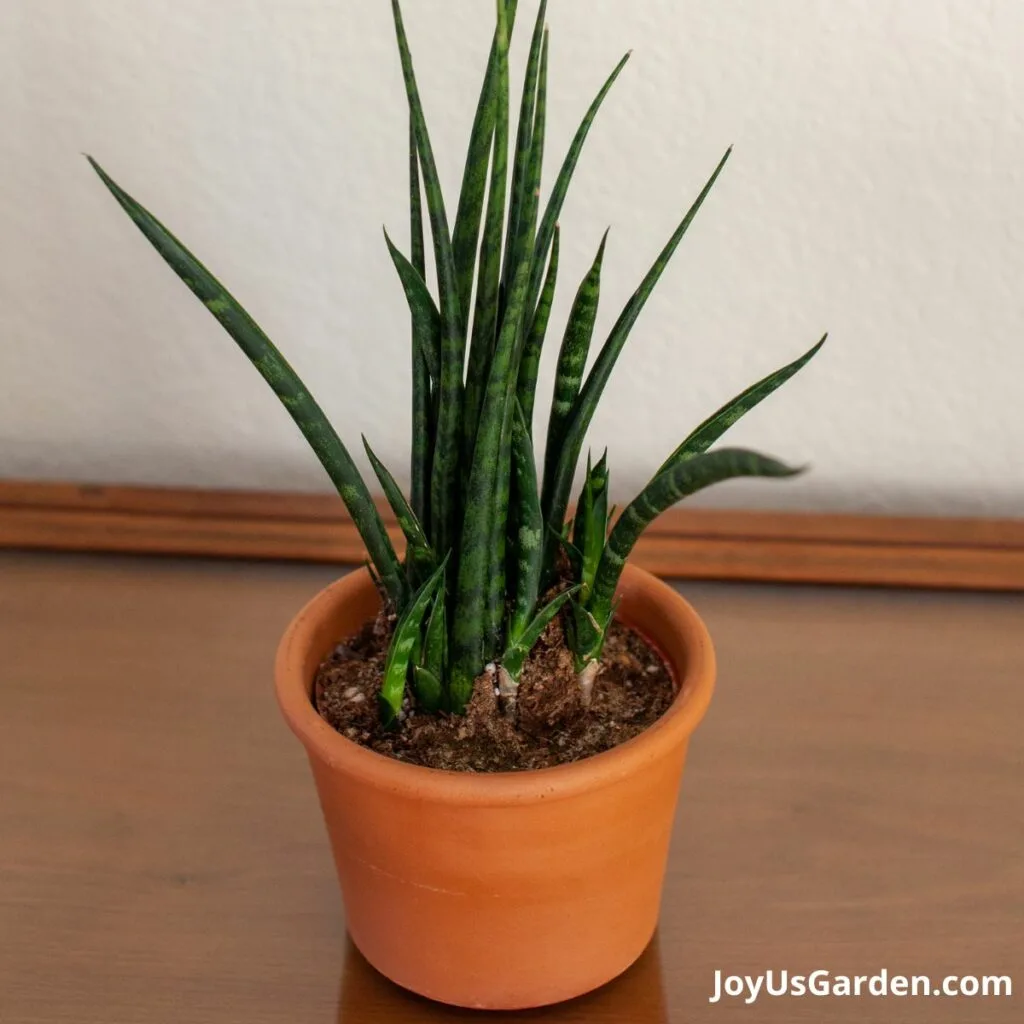 Sansevieria mikado fernwood in grow pot inside small clay pot