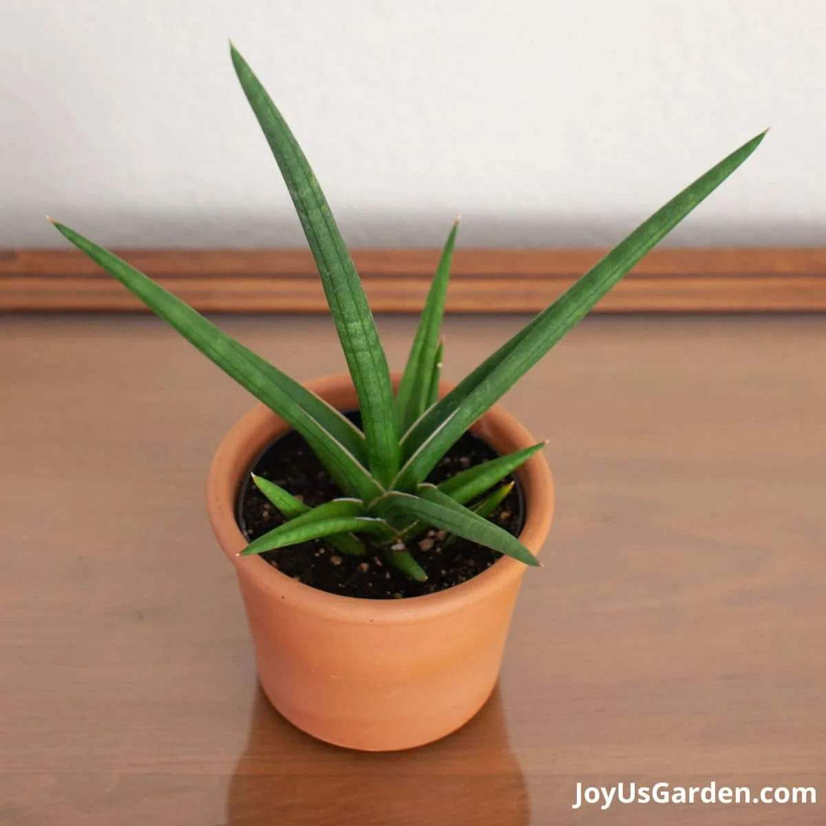 Sansevieria Stuckyi in grow pot inside small clay pot