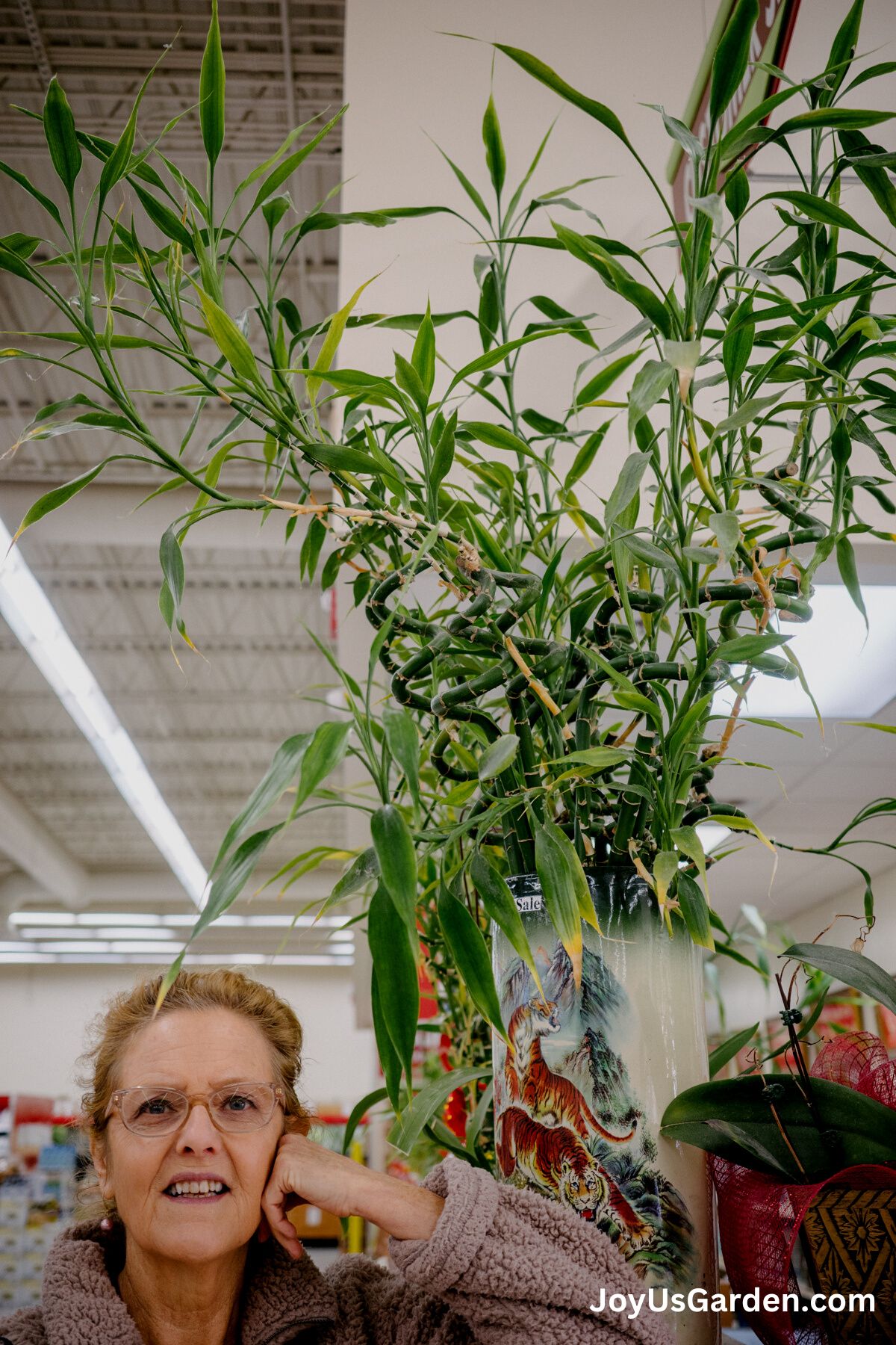 nell foster standing next to mature lucky bamboo growing in tiger design pot