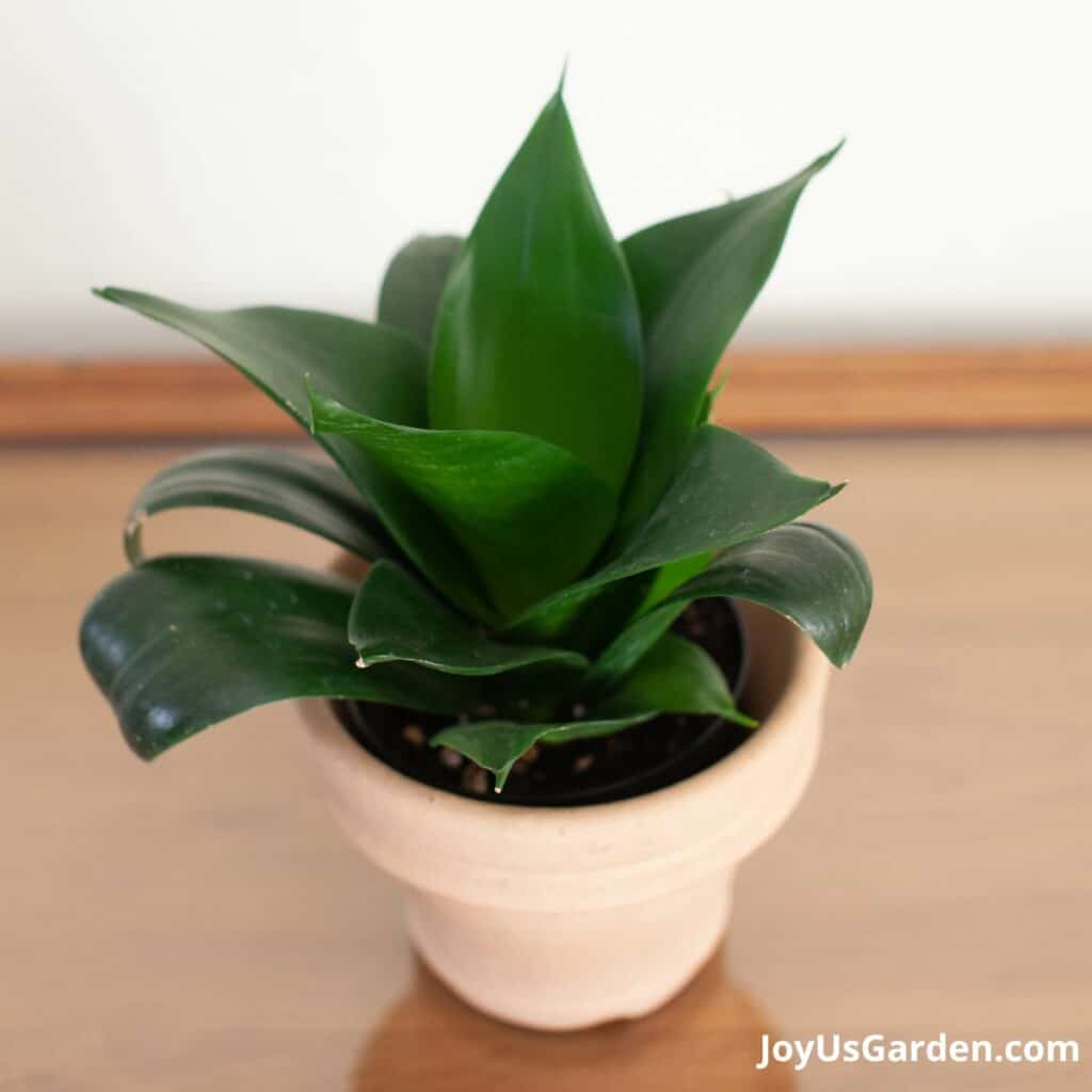 Sansevieria green jade in grow pot inside small clay pot