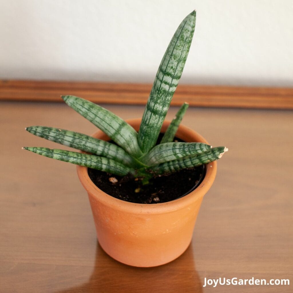 Sansevieria cylindrica bonsal starfish snake plant in grow pot inside small clay pot