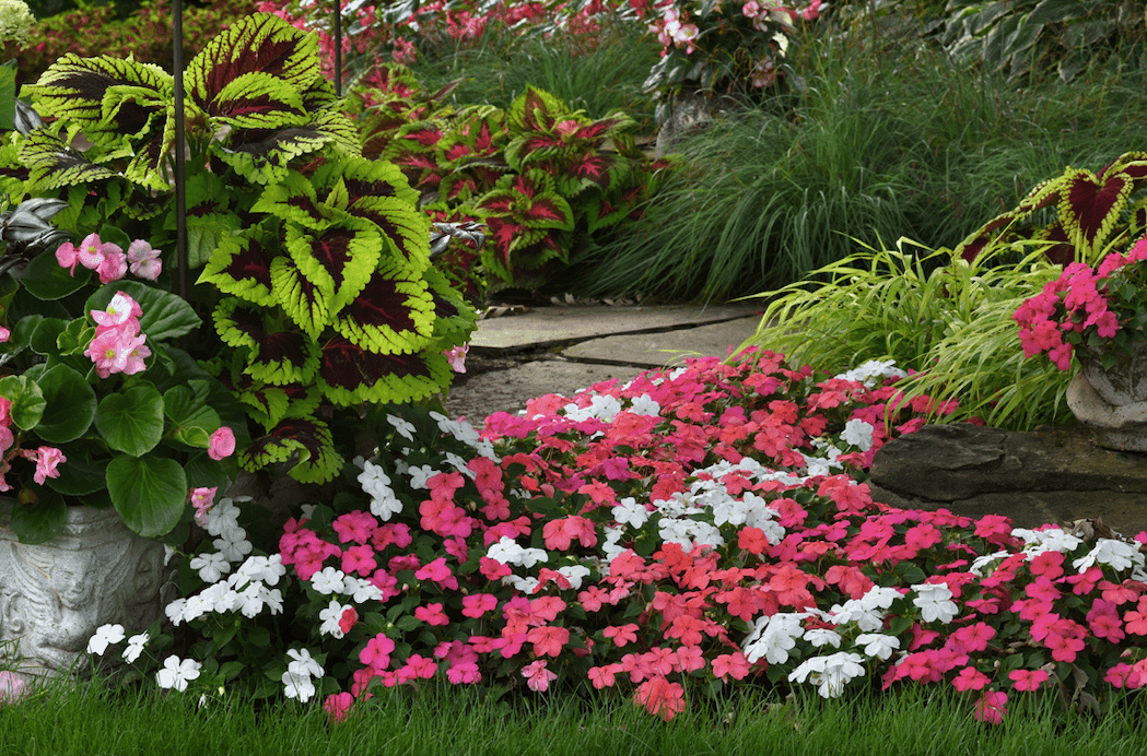 impatiens flowers planted in flower bed, in shades of pink and white also shown planted is coleus and grassy style plants