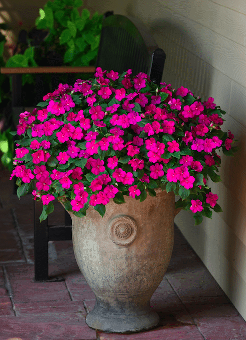 pink impatiens mounding over an urn style pot placed outdoors