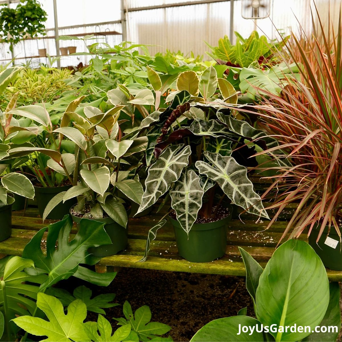 greenhouse plant table with a variety of plants growing including alocasia polly african mask plant, rubber plant ,monstera deliciosa