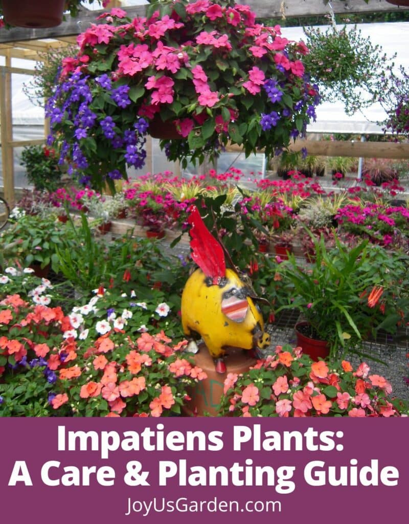 a colorful display of many colorful flowering plants with a yellow metal pig garden art in a greenhouse the text reads impatiens plants a care & planting guide joyusgarden.com