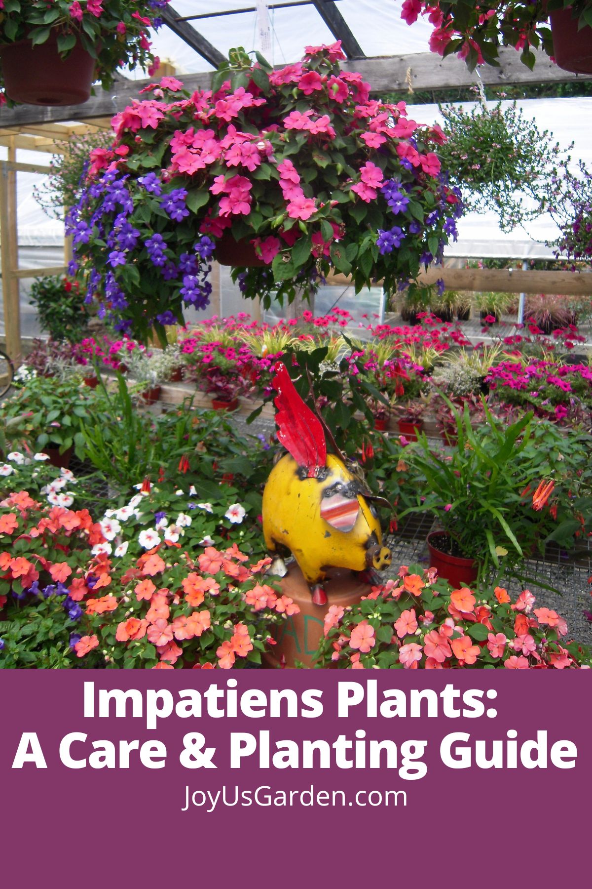 a colorful display of many colorful flowering plants with a yellow metal pig garden art in a greenhouse the text reads impatiens plants a care & planting guide joyusgarden.com