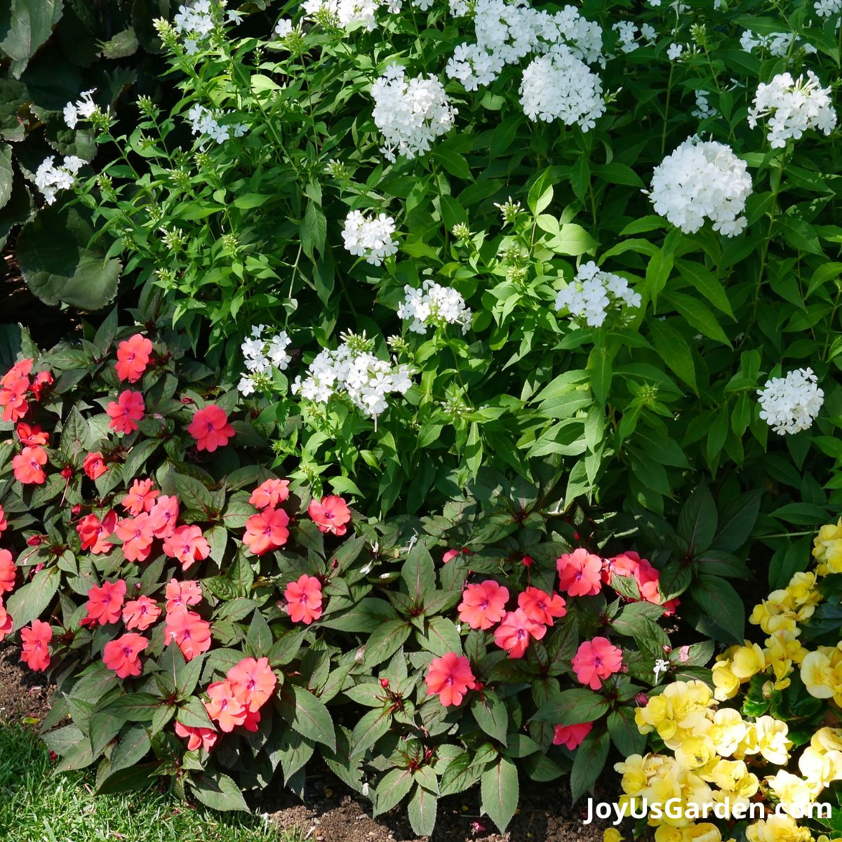A flower bed with filtered light. The flowers planted New Guinea Impatiens, Phlox, & Begonias in red white and yellow