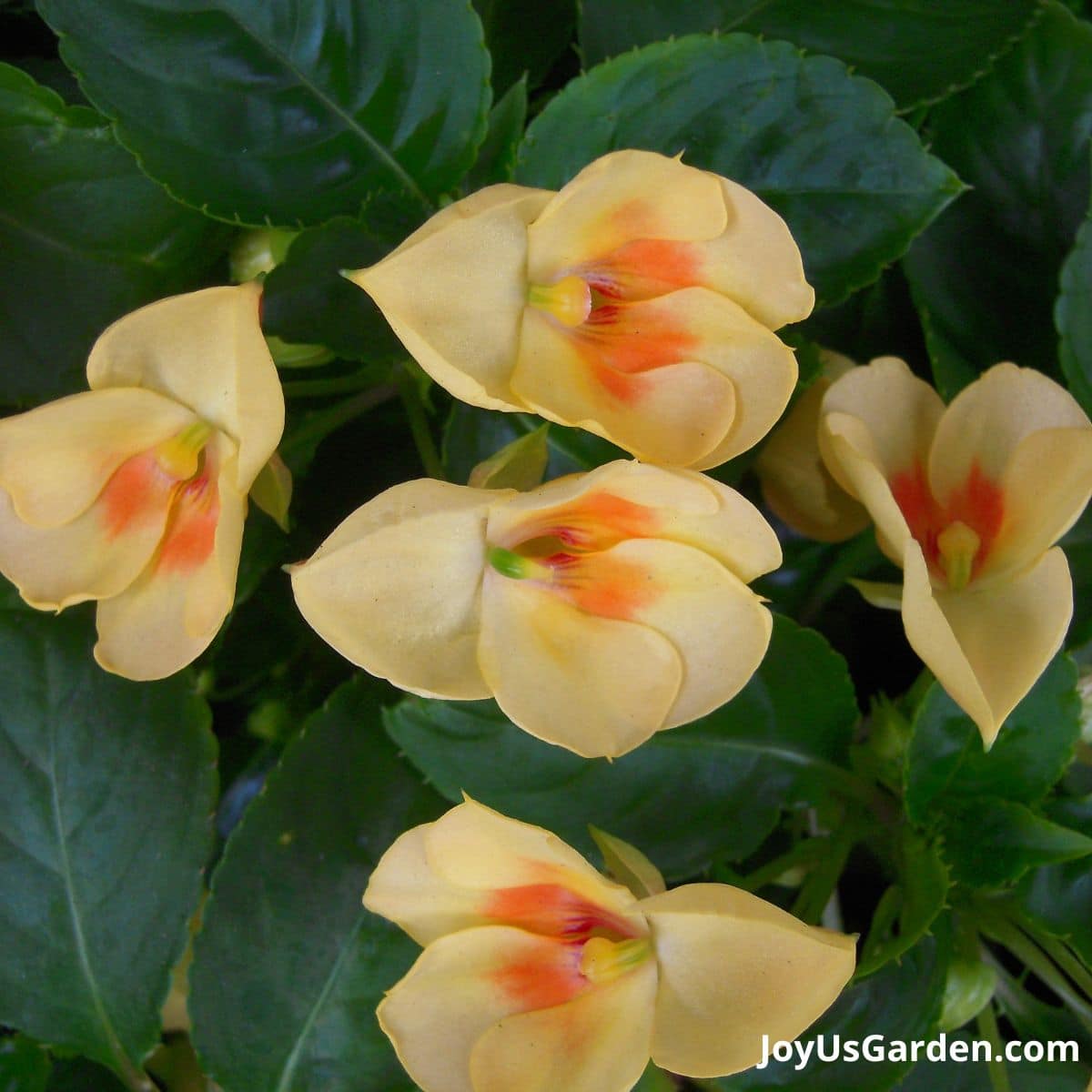 close up photo of the blooms on an Impatiens Fushion Glow Yellow