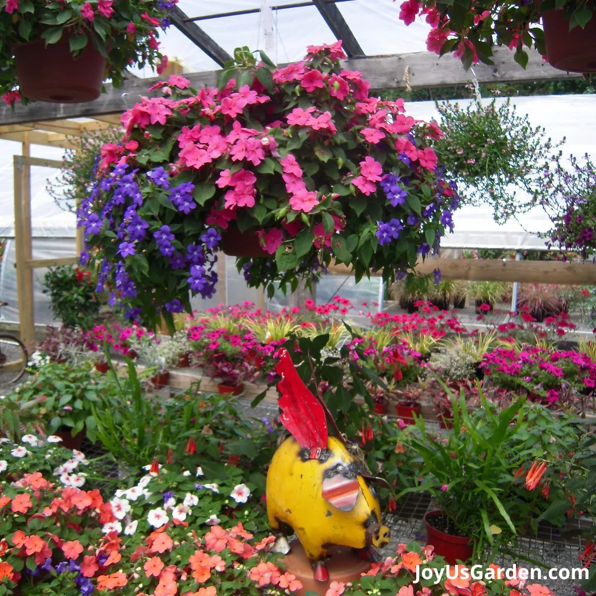 The green house with a variety of flowers being sold there is a hanging basket with impatiens flowers.