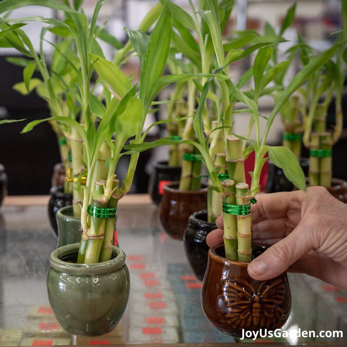 Properties and care of bamboo