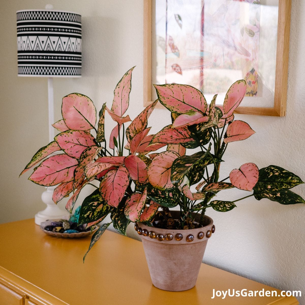 an aglaonema lady valentine with beautiful pink foliage sits on a mustard colored chest in clay pot
