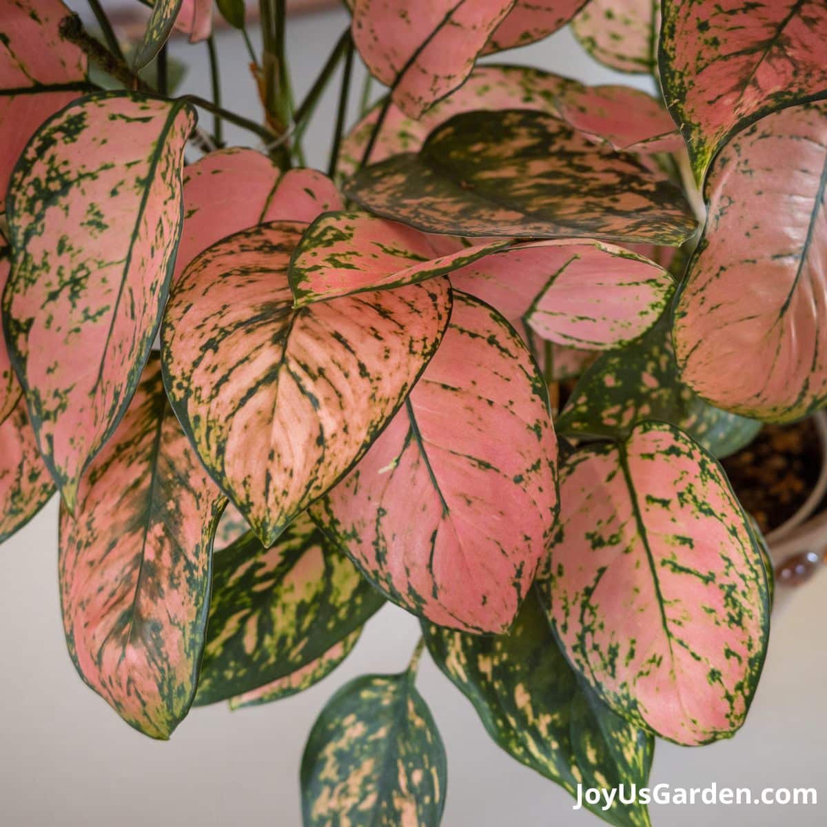 close up of the pink & green foliage of the aglaonema lady valentine pink aglaonema