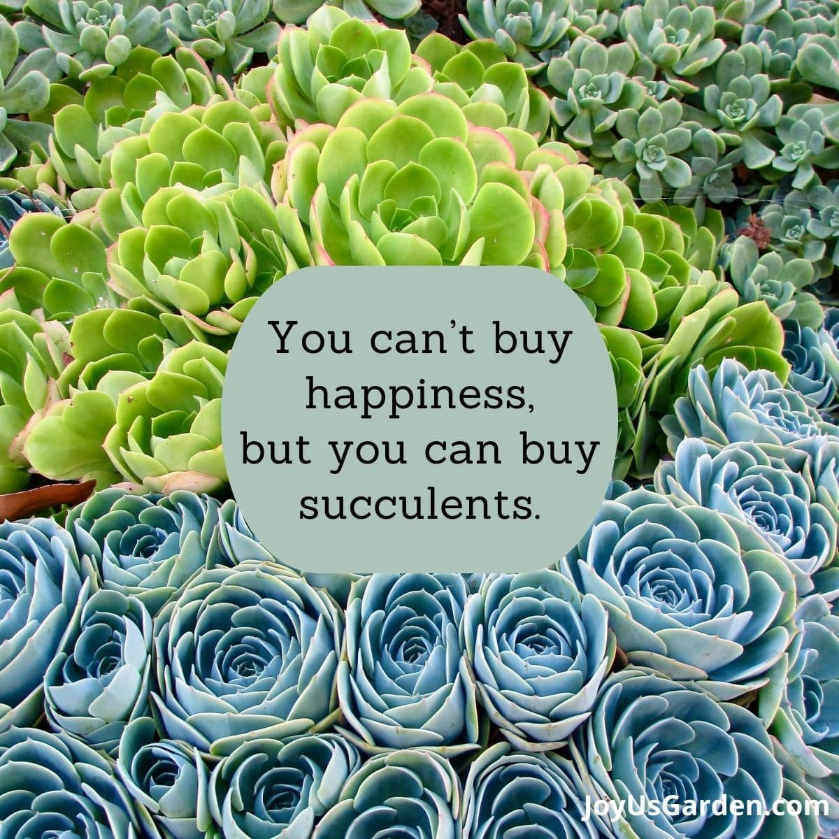 a variety of succulents grouped together text reads You can't buy happiness, but you can buy succulents